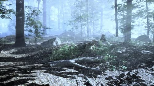 Panoramic View of the Majestic Forest in a Morning Fog
