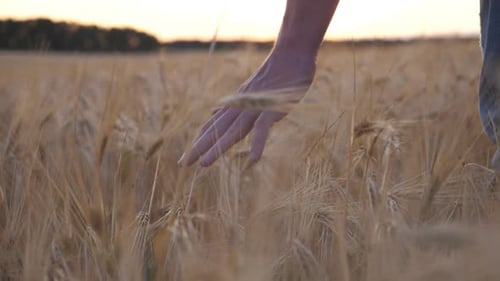 Young Farmer Walks Through the Barley Field and Strokes with Arm Golden Ears of Crop Male Hand of