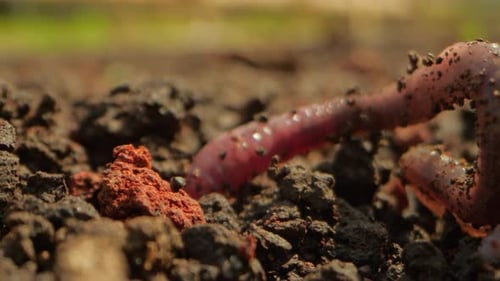 Earthworm Crawling Slowly Through Rich Dark Soil