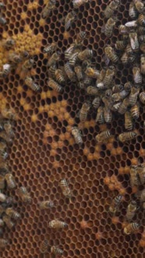 Beekeeper Holding Hive Frame Filled with Honey Bees