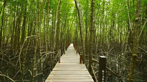 Wooden bridge at Mangroves in Tung Prong Thong or Golden Mangrove Field, Rayong province, Thailand