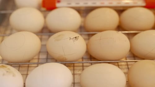 Close Up of Chicken Eggs in Incubator Ready to Hatch