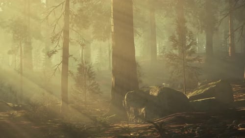 A Forest Filled with Lots of Tall Trees