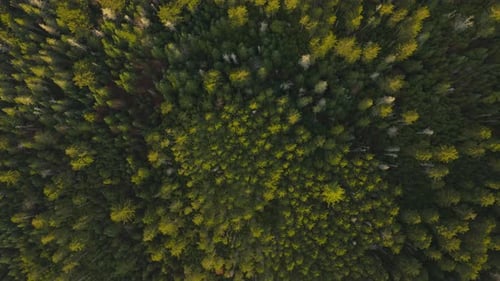 Stunning Aerial View of a Lush Green Forest Canopy Highlighting Natures Beauty and Diversity