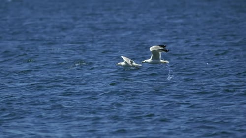 Seagulls flying over the sea in slow motion. 4K.