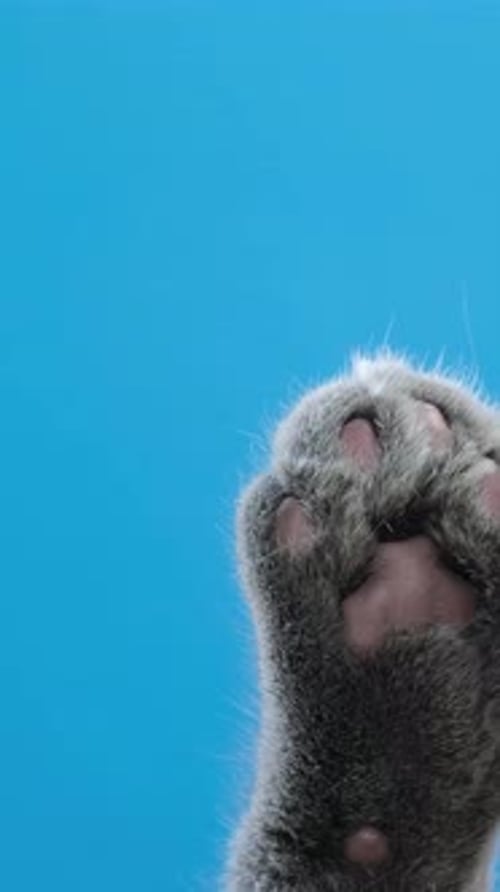 Vidéo verticale Cat Paw Play isolée sur fond bleu