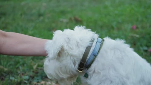 Person Pets Fluffy White Dog in Park