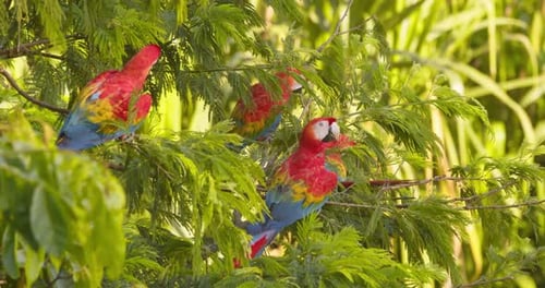 Noisy flock of Scarlet basking and preening at top of a bright green tree in the Peruvian rain fores
