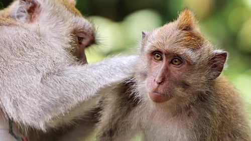 Affe in Ubud, Bali, Indonesien