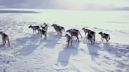 Reindeer Herd Moving Across Frozen Arctic Landscape