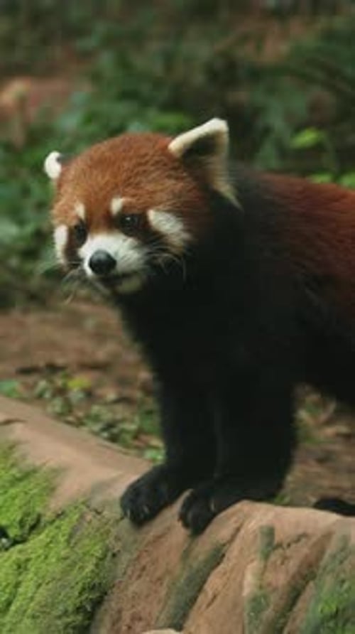 Red Panda standing and walking on a log