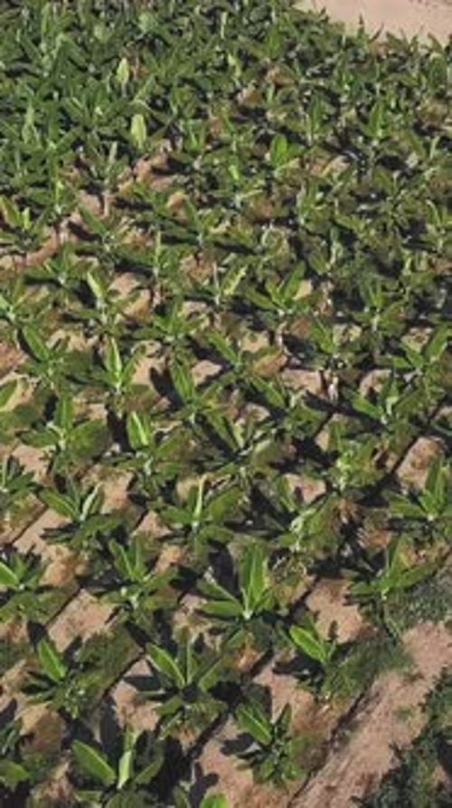Aerial View of a Green Corn Field on a Hot Summer Day Clip Flying Over a Field with Rows of Growing