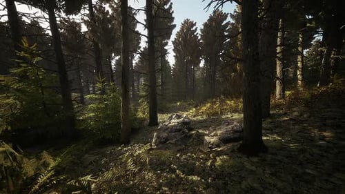 Lush Forest Landscape in Denmark During a Sunny Day in Early Autumn