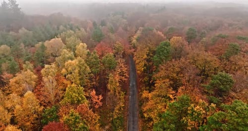 Foggy forest in autumn in Poland, Europe.