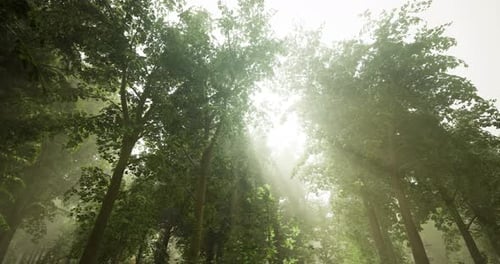 La lumière du soleil traverse de grands arbres dans une forêt verdoyante