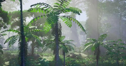 Lush Green Ferns and Trees Bask in Soft Sunlight in a Dense Forest