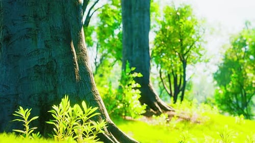 Sunrise in the Beautiful Park