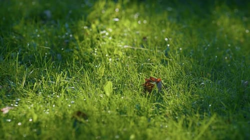 Morning Dew on Green Grass