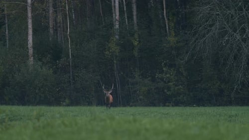 Single young deer walking eating in late autumn evening dusk darkness