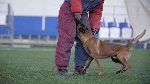 Dog Biting a Protective Sleeve