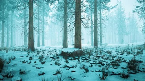 Winter Forest in the Fog