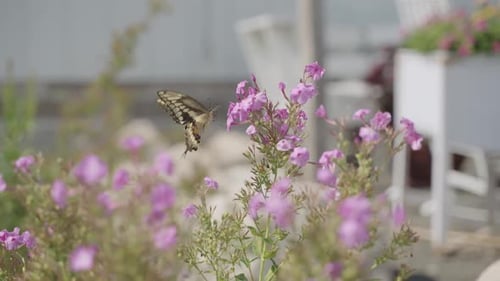Slow motion, butterfly feeding on nectar of pink flowers, then flying away