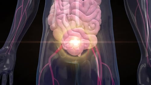 human digestive system consists of the gastrointestinal tract plus the accessory organs