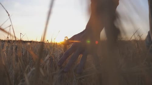 Male Arm of Agronomist Moves Over Ripe Wheat Growing on the Meadow Young Farmer Walks Through the