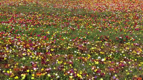 Rows of Buttercups in full bloom and in various colors, Aerial view