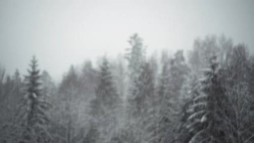 Snow Covered Winter Forest Under Stormy Snowfall And Gloomy Sky - static