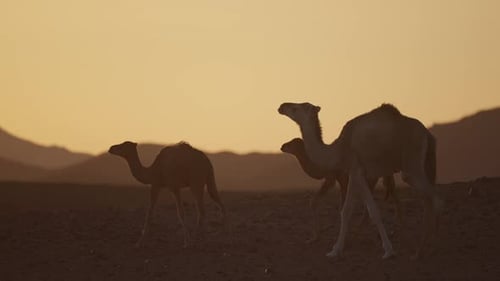 Close shot of Camels walking in dunes during sunset in slowmotion