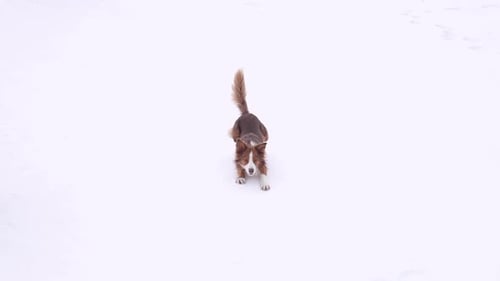 Un perro border collie deslizándose por una pendiente resbaladiza llena de nieve durante el invierno en Eslovenia - ful