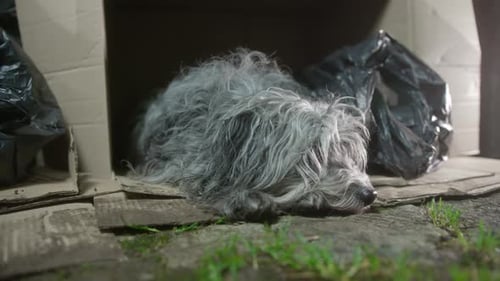 Perro sin hogar durmiendo en la calle