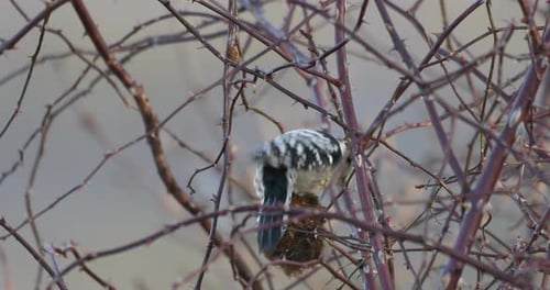 Middle spotted woodpecker, European woodpecker