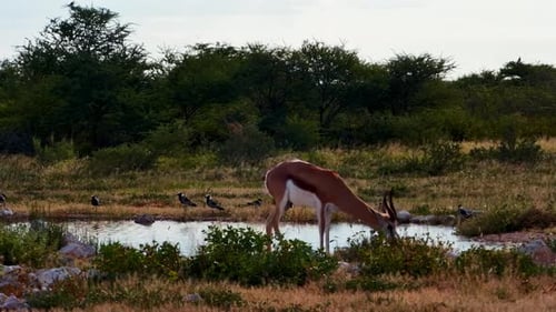 A wild springbok drinks from a small puddle in the arid African savanna.