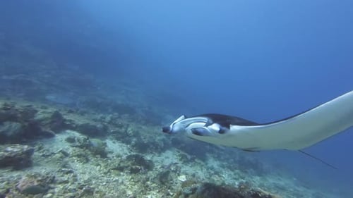 A close encounter with a Manta ray in very strong current