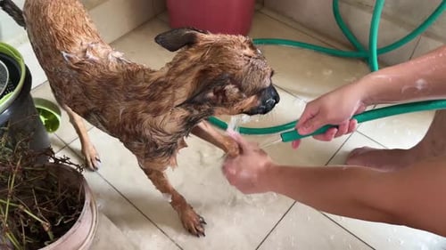 Person giving dog a bath with hose
