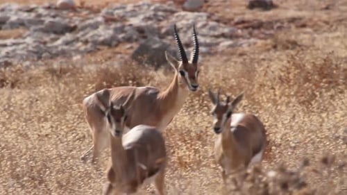 Israeli mountain gazelle walking in the field