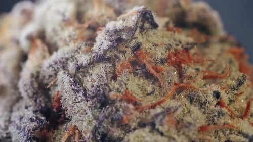 Trockene CBD-Hanfknospen für medizinisches Cannabis außerhalb eines Glases auf dem Tisch, Makro-Nahaufnahme von medizinischem Marihuana