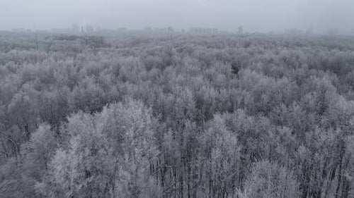 winter forest aerial snow covered trees drone flying forward cold landscape