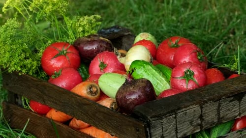 Organic vegetables with drops of water on the farm, farming concept