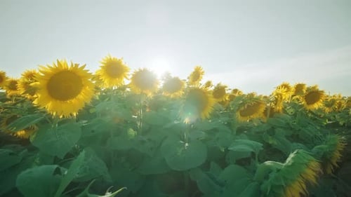 De nombreuses belles plantes jaunes fleurissent au soleil