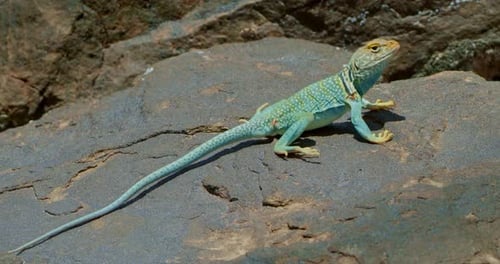 Lézard à collier sur une roche bleue plate à angle élevé
