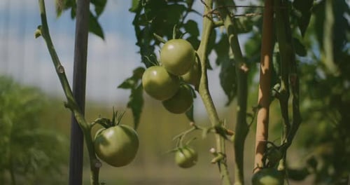 CloseUp of Tomatoes on Tomato Bush