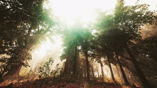 Rays of Sunlight in a Misty Forest in Autumn Create a Magical Mood