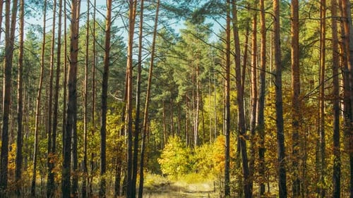 From Summer Green To Autumn Yellow