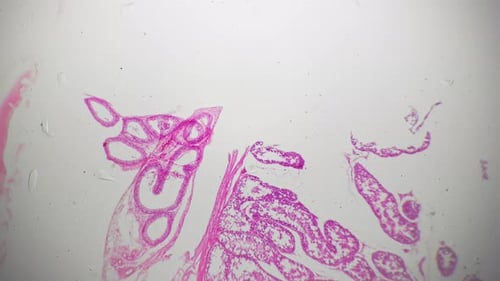 Testis in Section of Human Being at Scientific Slide Magnified Under Microscope 40x