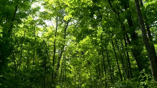 Looking at Green Trees As a Couple on a Walk