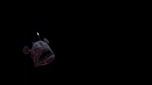 Realistic Anglerfish 3D Animation with Bioluminescent Lure