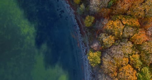 Autumn Trees And Calm Blue Green Sea Captured From Above